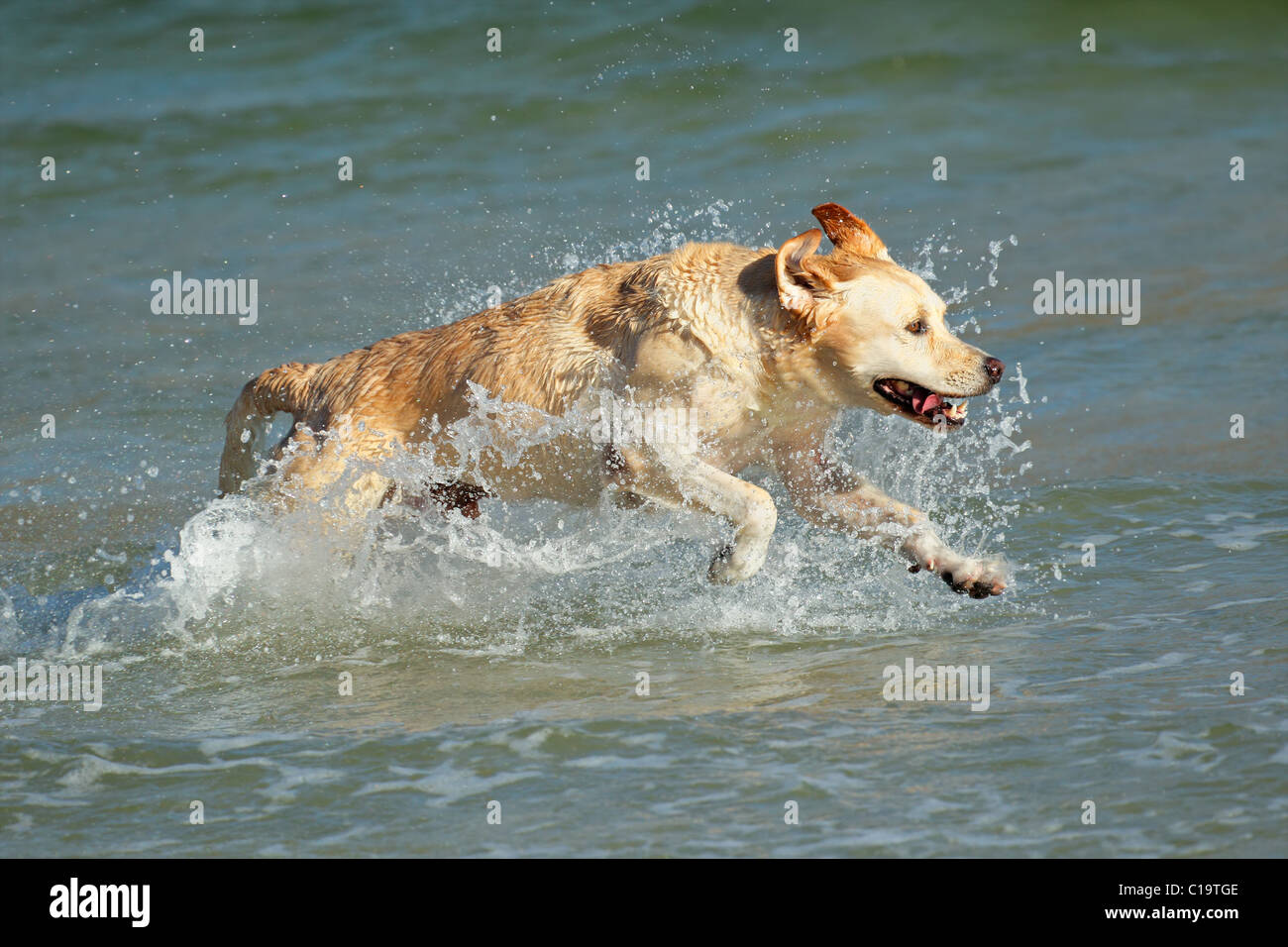 Golden retriever exécutant et jouant dans l'eau peu profonde Banque D'Images