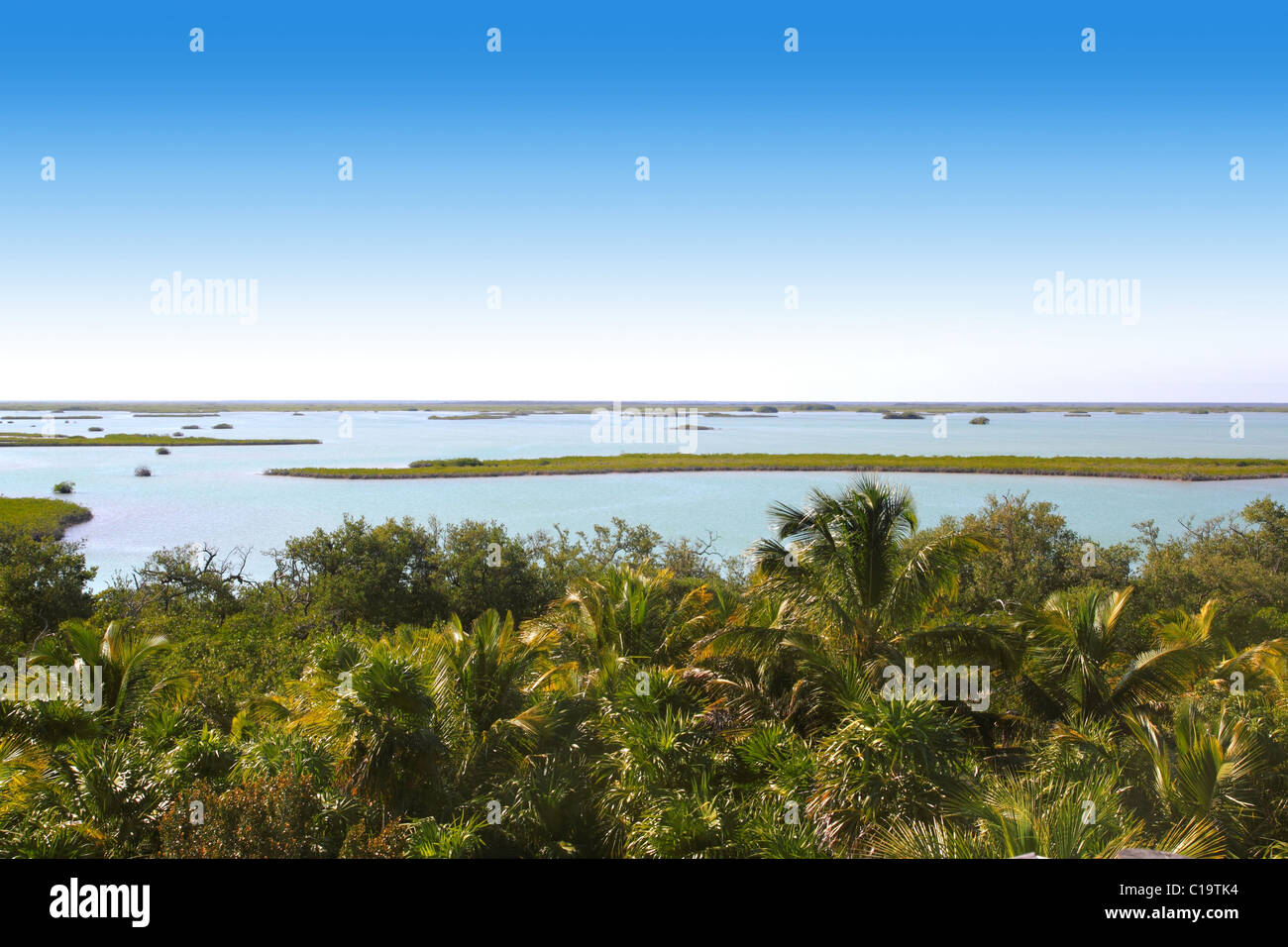 Mangrove jungle lagoon palmier dans Sian Kaan jungle Banque D'Images