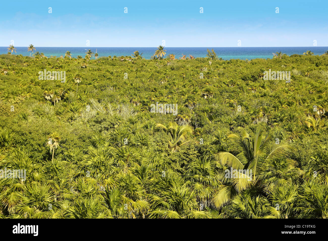 Palmier tropical jungle à Sian Kaan près de Tulum Banque D'Images