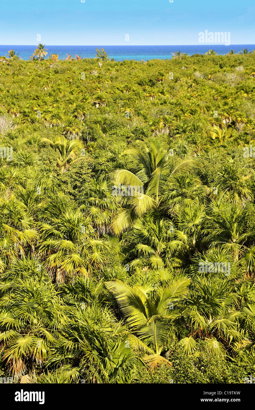 Palmier tropical jungle à Sian Kaan près de Tulum Banque D'Images