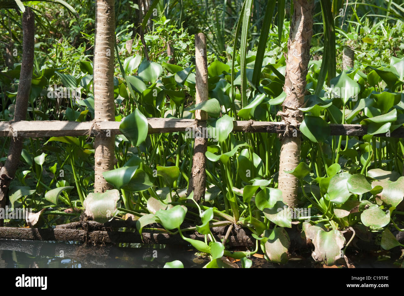 La jacinthe d'eau dans les plantes, Kochi, Kerala, Inde Banque D'Images