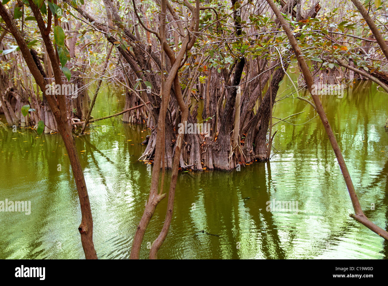 Aguada cenote au mexique Riviera Maya rainforest jungle Banque D'Images