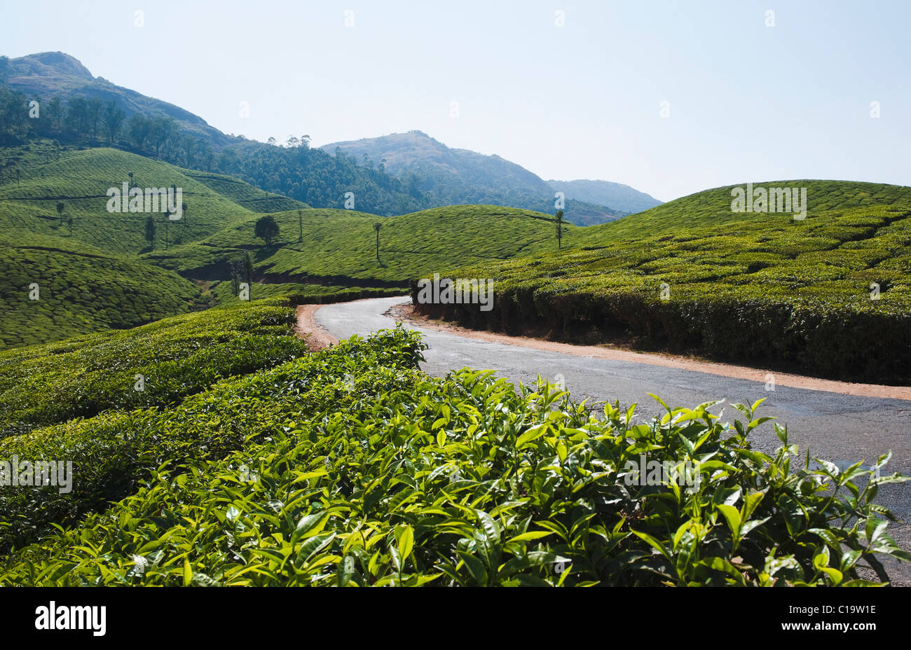 En passant par la route des plantations de thé, Munnar, Idukki, Kerala, Inde Banque D'Images