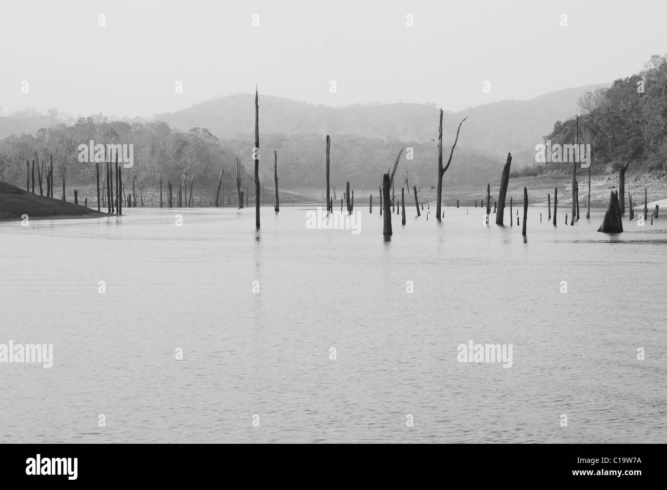 Poteaux de bois et arbres morts dans un lac, Thekkady Lake, parc national de Periyar, Thekkady, Kerala, Inde Banque D'Images