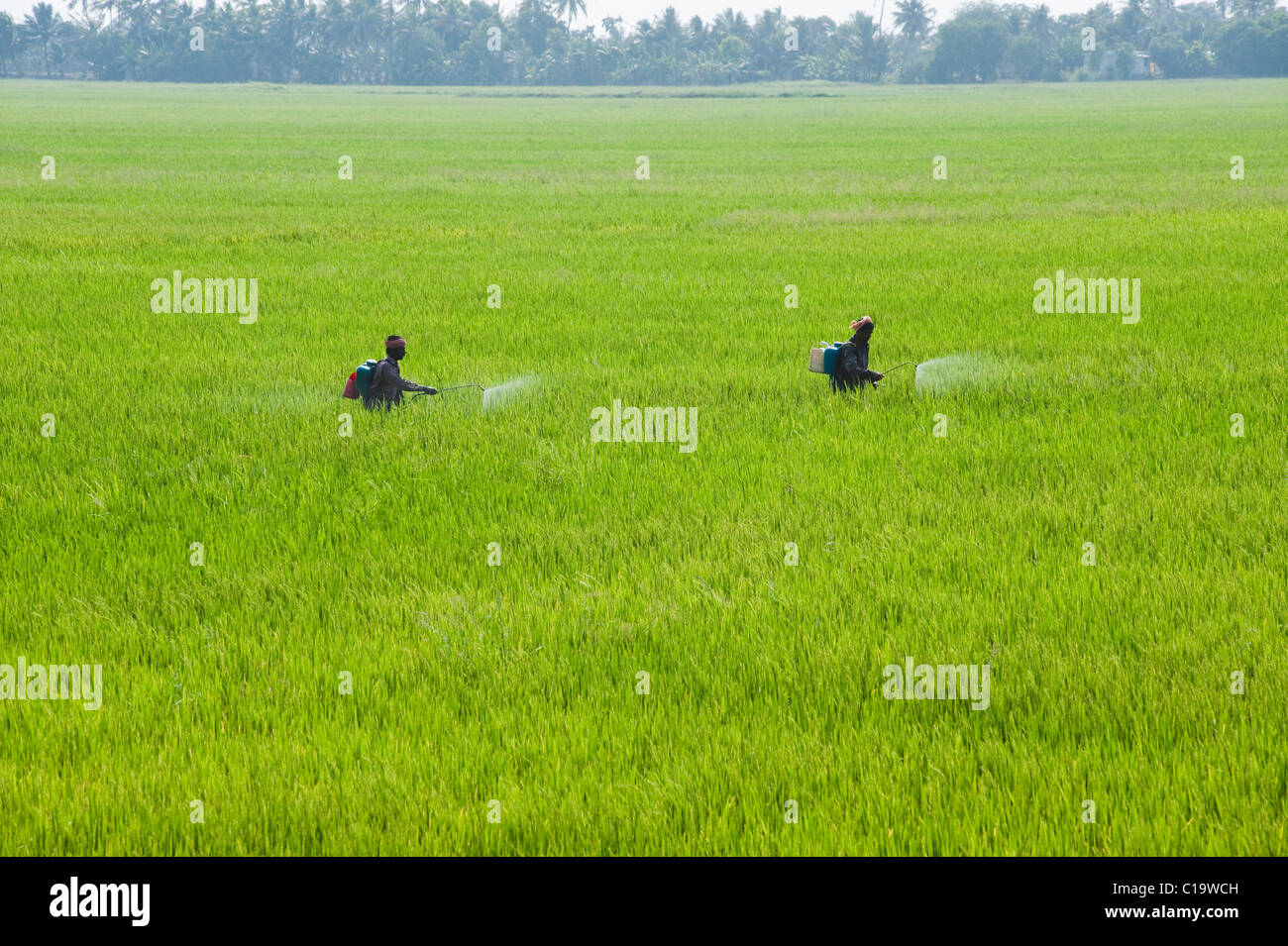 Les agriculteurs vaporiser des insecticides dans un champ, Alleppey, Alappuzha District, Kerala, Inde Banque D'Images