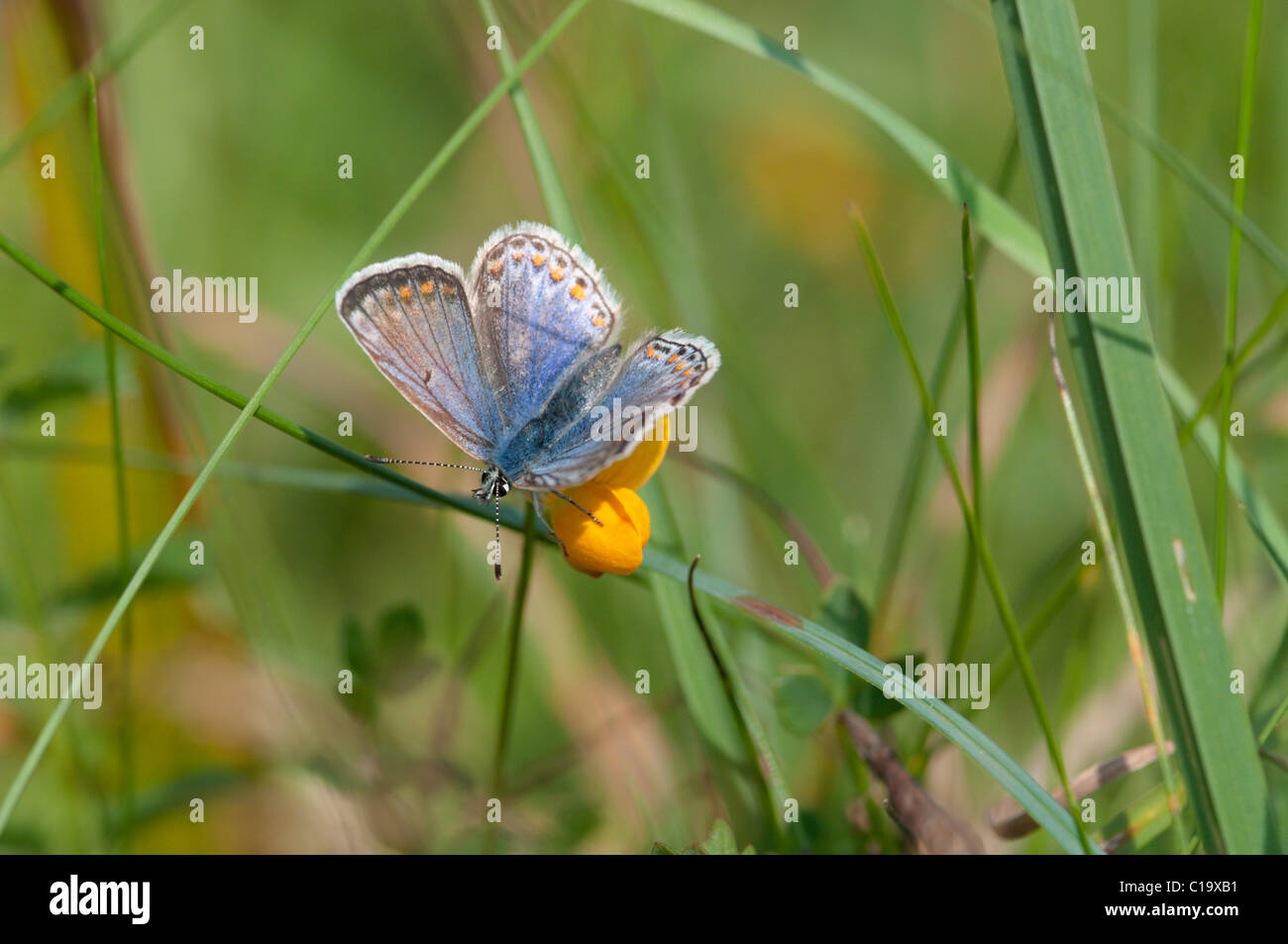 Papillon bleu commun, Polyommatus icarus, le lotier trefoi, Lotus, homme coniculatus. Noar Hill, Hampshire, Royaume-Uni. En août. Banque D'Images