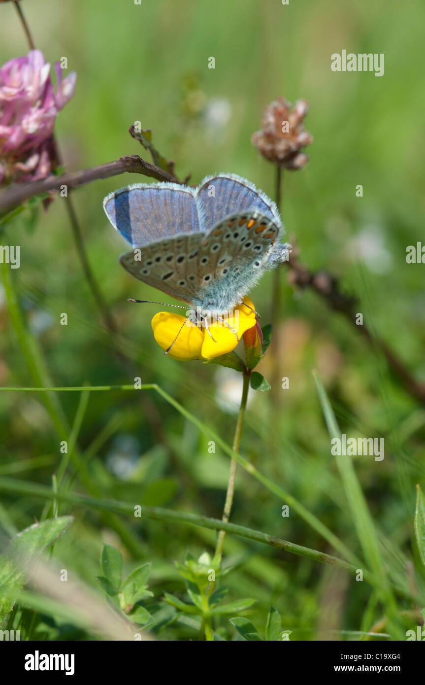 Papillon bleu commun (Polyommatus icarus) le lotier corniculé (Lotus) coniculatus. Des hommes. Noar Hill, Hampshire, Royaume-Uni. En août. Banque D'Images