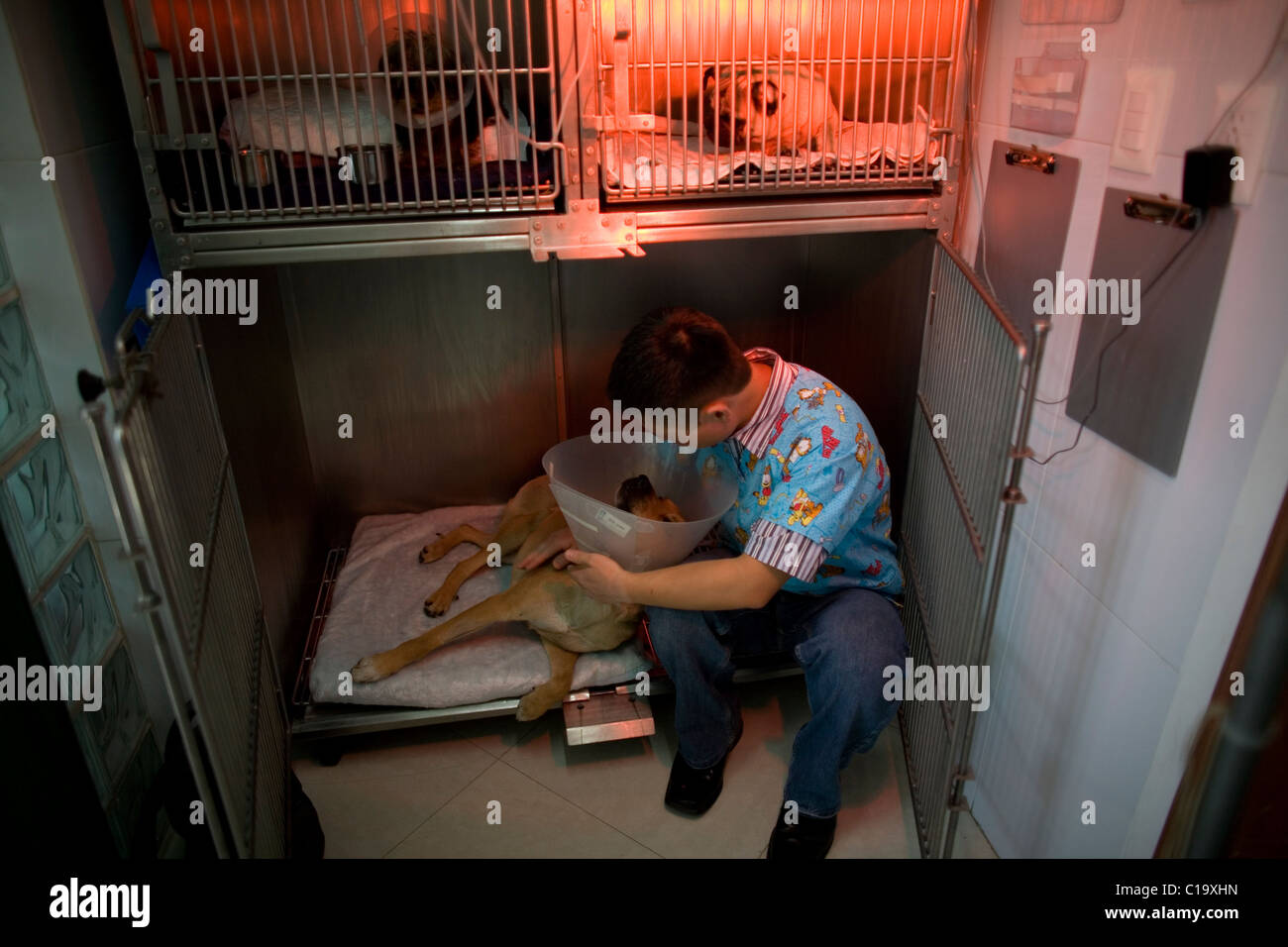 Un chirurgien joue avec un chien se remettent d'une opération à un Animal Hospital de Condesa, Mexico, Mexique, le 31 janvier 2011. Banque D'Images