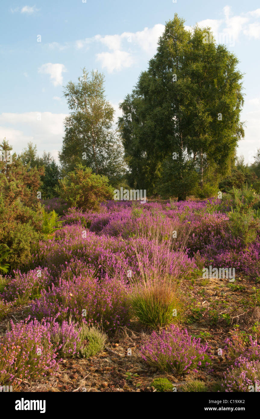 Bruyère cendrée (Erica cinerea) et le bouleau verruqueux (Betula pendula). La Réserve Commune Iping, Midhurst, Sussex, UK. En août. Banque D'Images