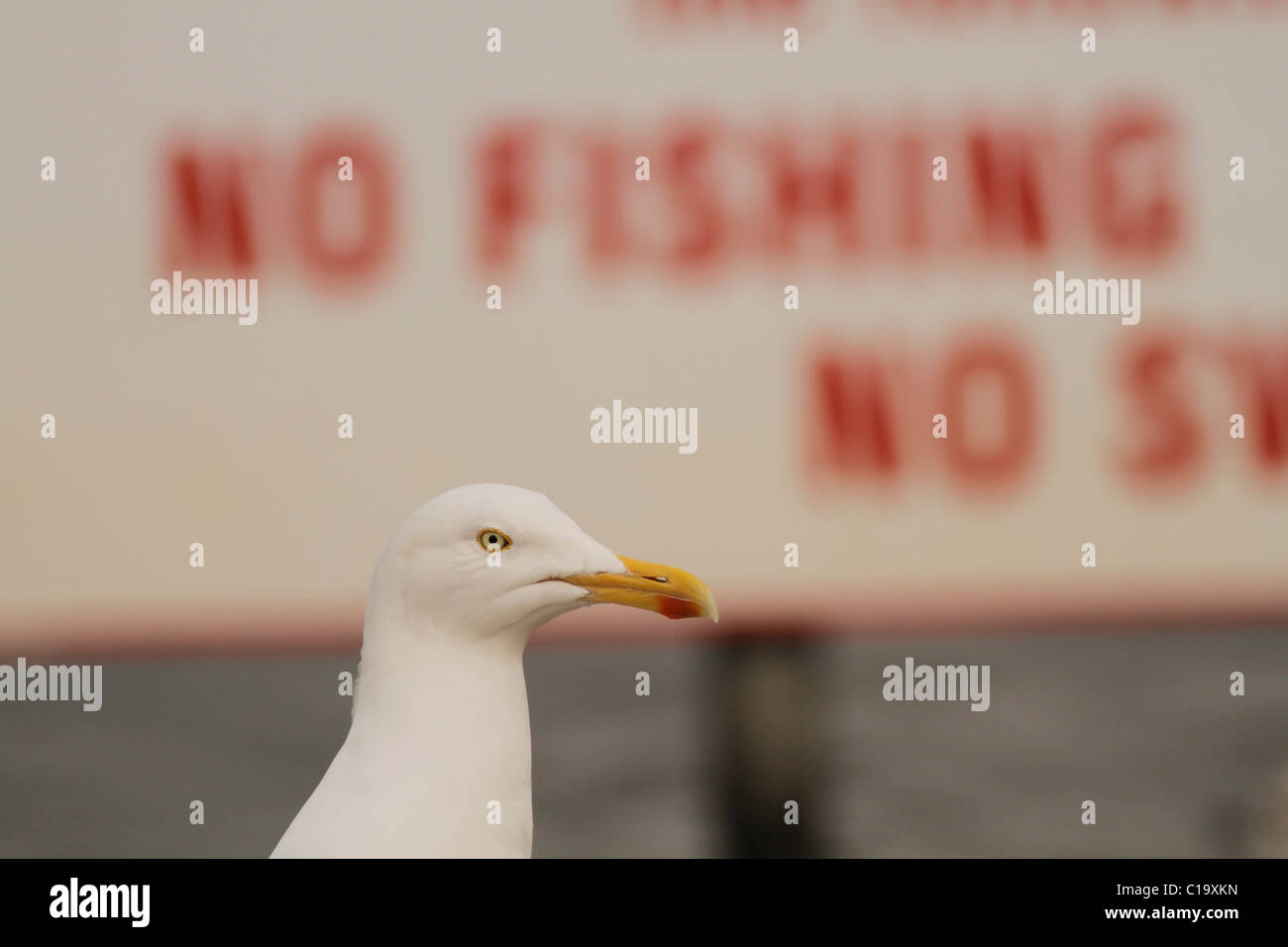 Des profils Herring Gull Larus argentatus contre 'Non' signe de pêche Banque D'Images