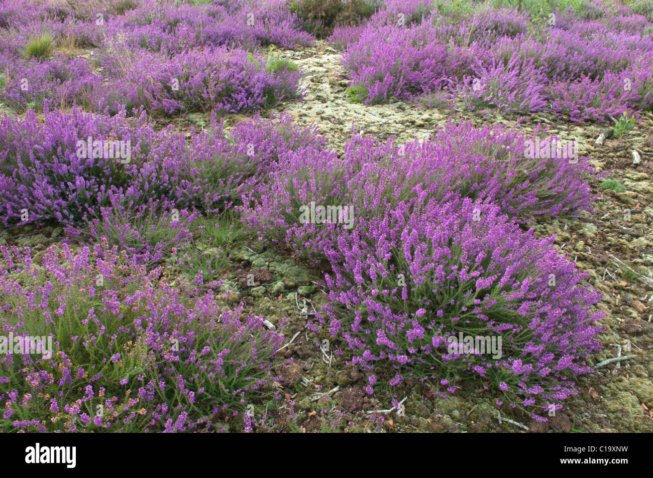 Bruyère cendrée (Erica cinerea) Réserve naturelle commune Iping, Midhurst, Sussex, UK. En août. Banque D'Images