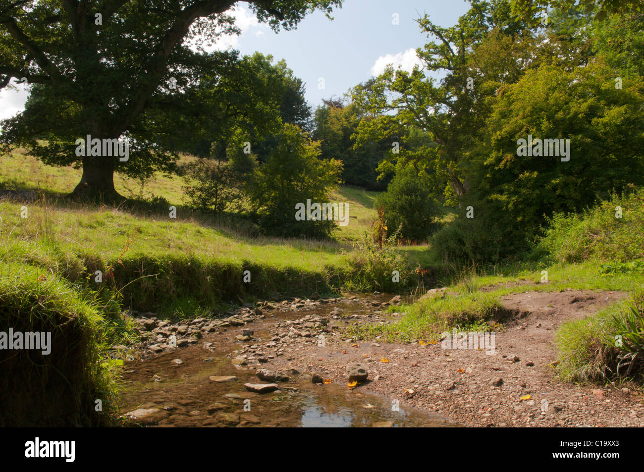 Prés de l'église, Selborne, Hampshire, Royaume-Uni. En août. Au bas de la prairie. L'étude de sol. Banque D'Images