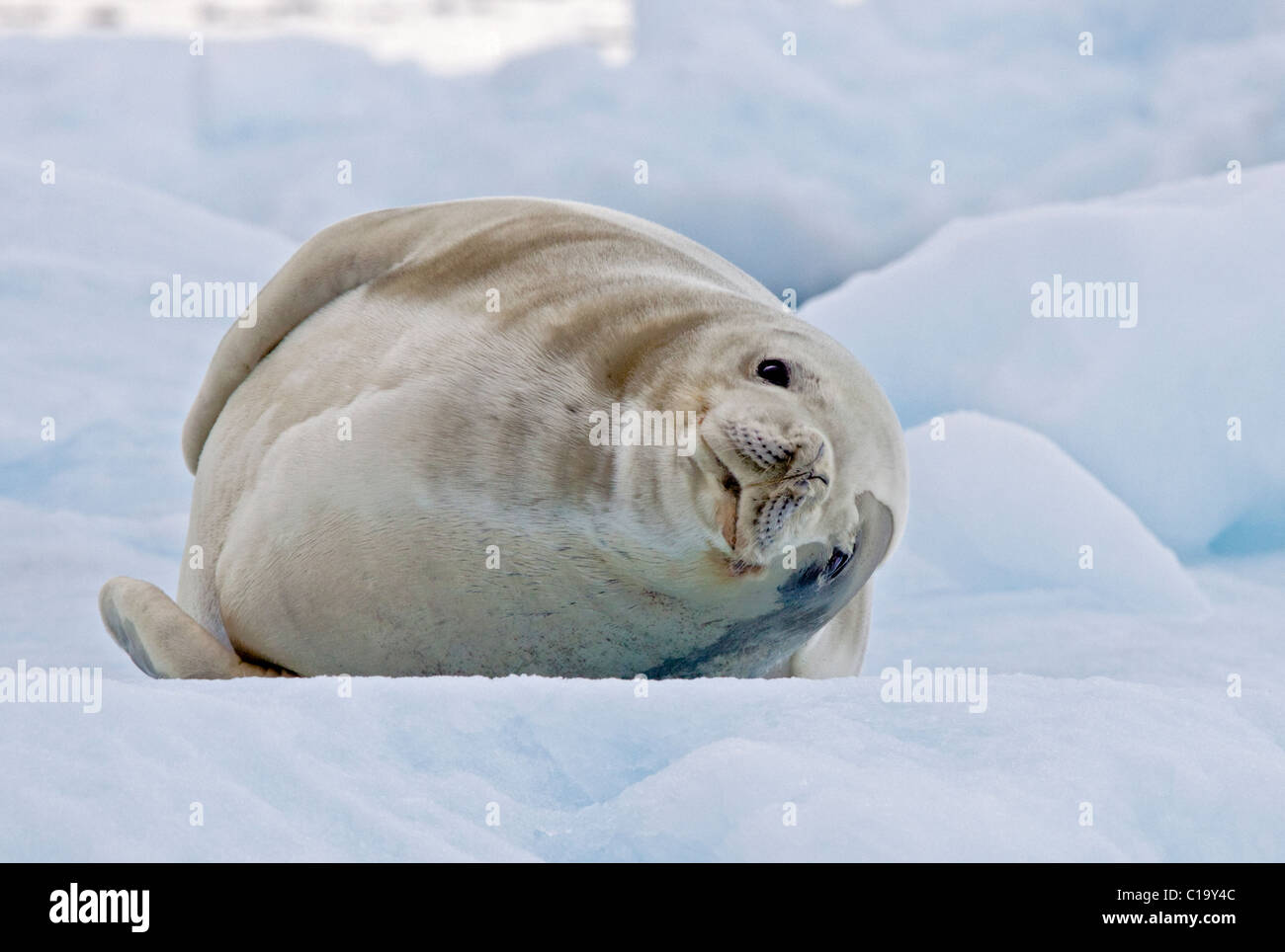 Joint de crabiers (Lobodon carcinophagus) sur un iceberg, Canal Lemaire, Péninsule Antarctique Banque D'Images