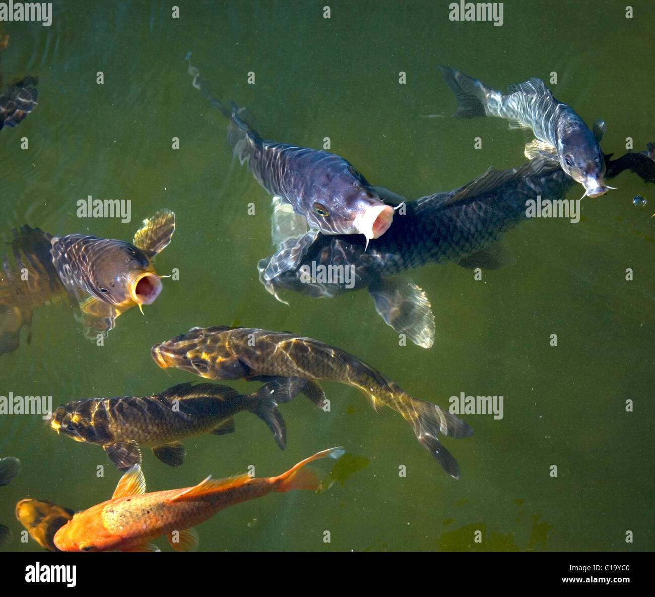 Koi de poissons dans un étang vert foncé Banque D'Images