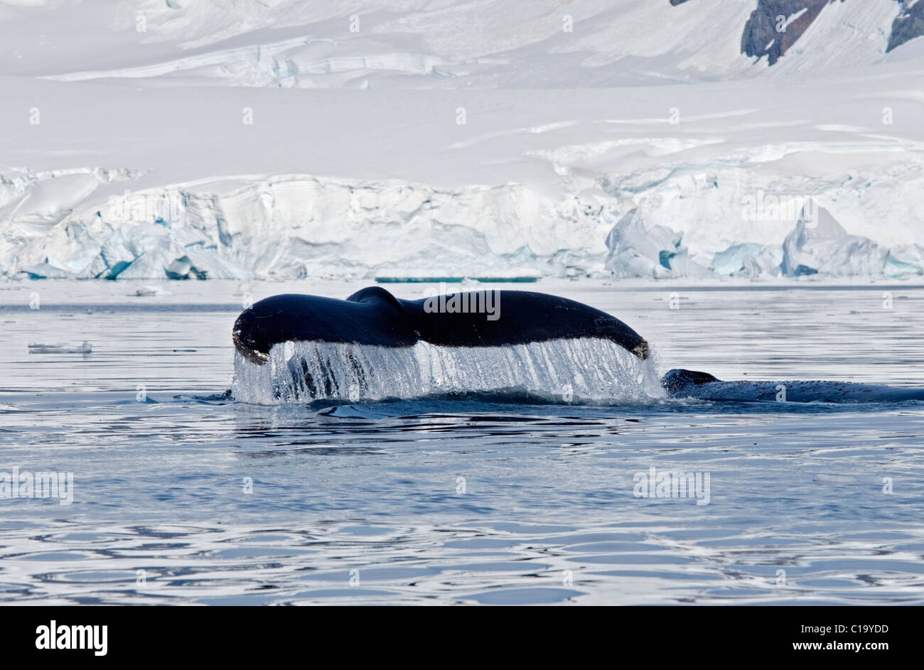 Les baleines à bosse (Megaptera novaeangliae), Paradise Bay, péninsule antarctique Banque D'Images