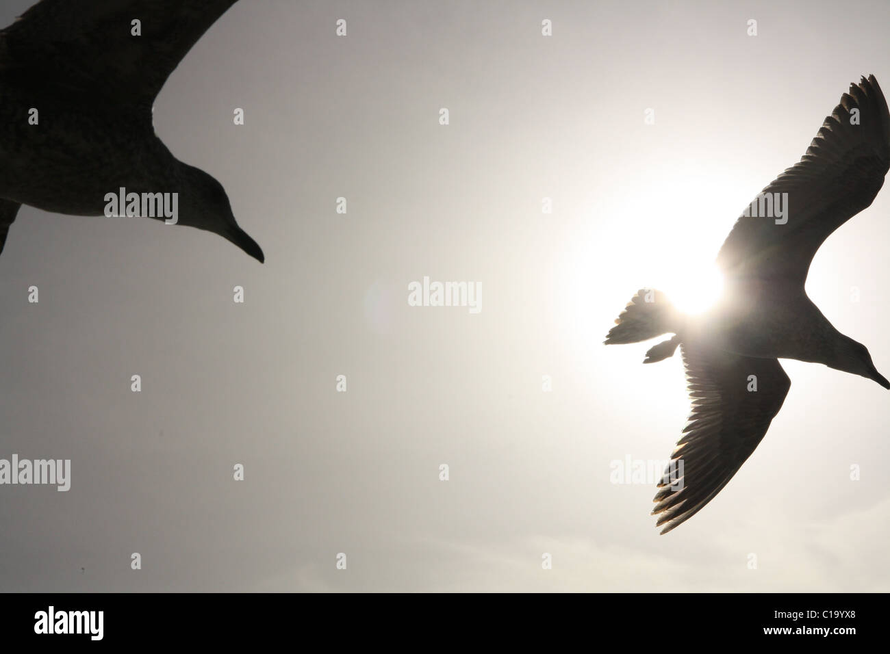 Les mouettes volent au soleil Banque D'Images