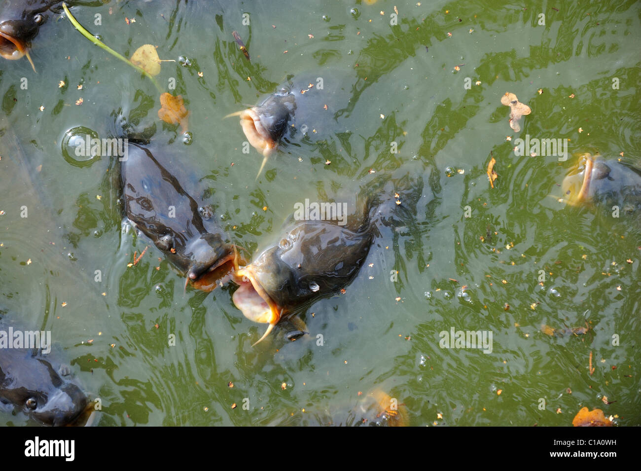 Banc de carpe commune (Cyprinus carpio) de venir à la surface pour l'air dans l'étang du parc, Belgique Banque D'Images