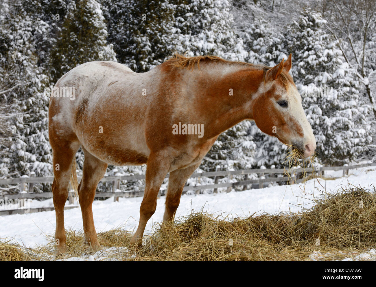 Appaloosa quarter horse mâchonnant sur le foin dans un enclos d'hiver à côté d'une forêt couverte de neige Banque D'Images