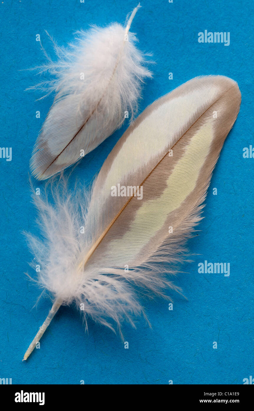 Les plumes de contour d'une femelle en mue pearl cockatiel sur fond bleu Banque D'Images