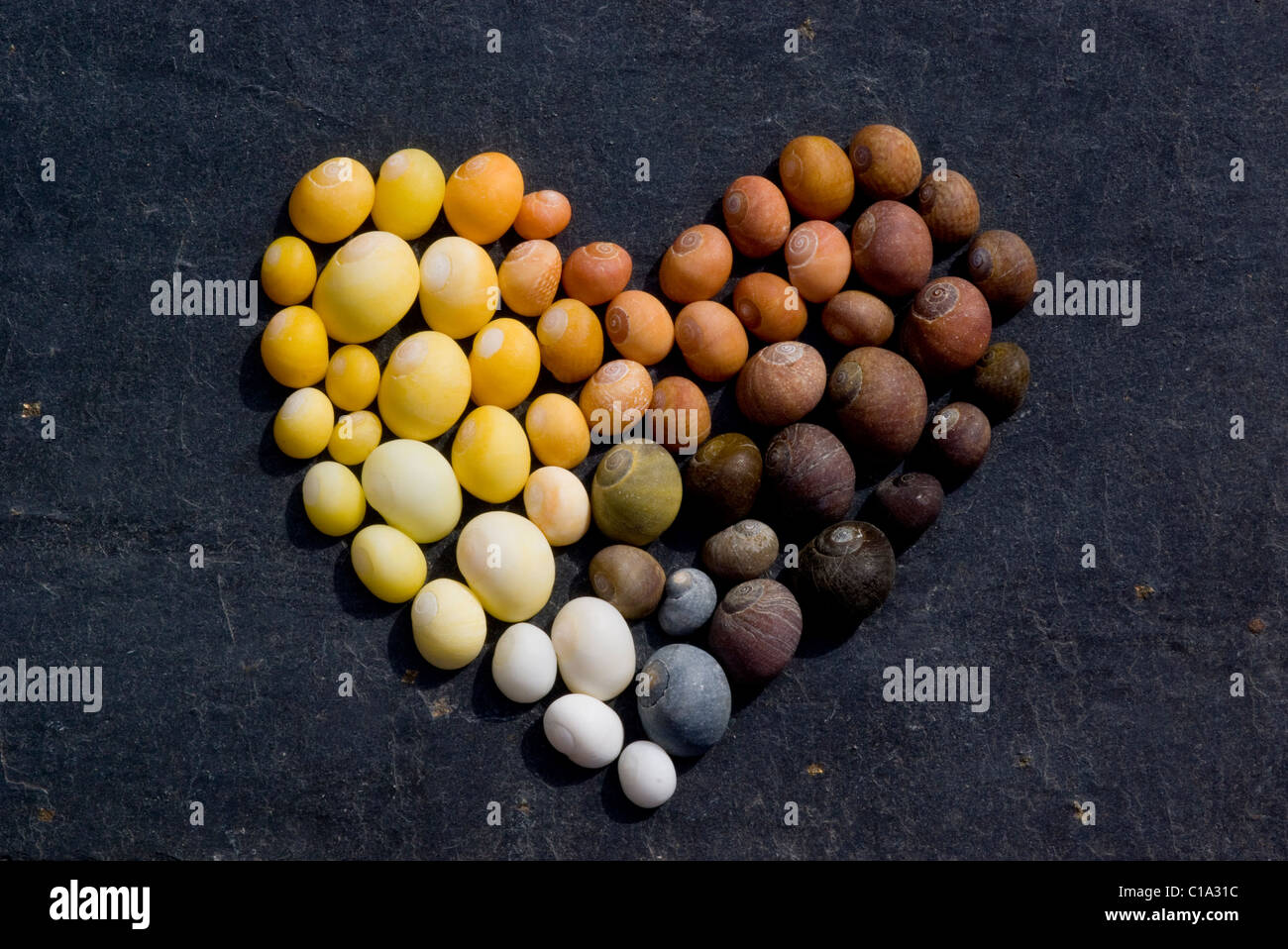 Coquilles de couleur disposés en forme de coeur Banque D'Images