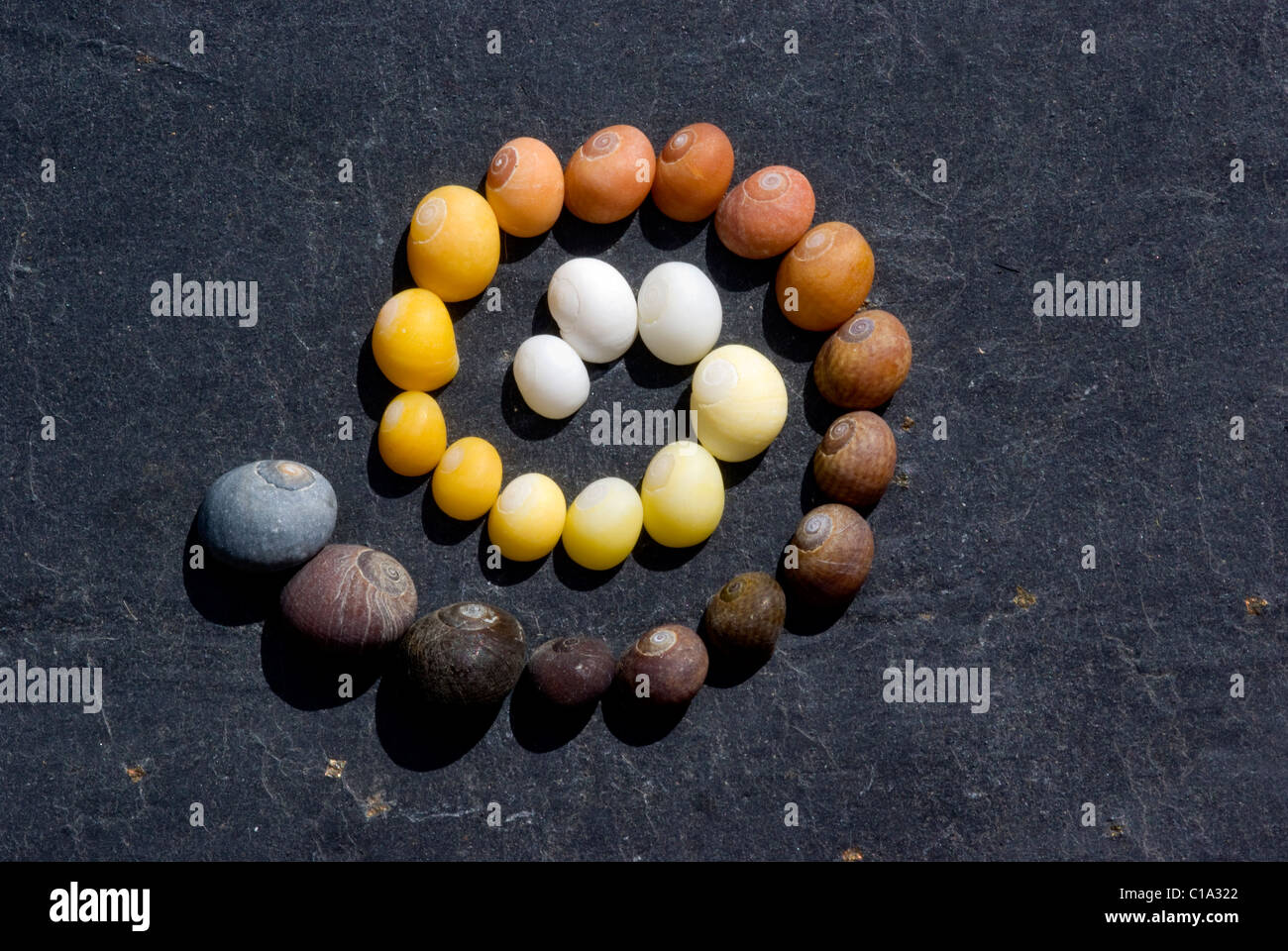 Coquilles dans un tourbillon. Banque D'Images