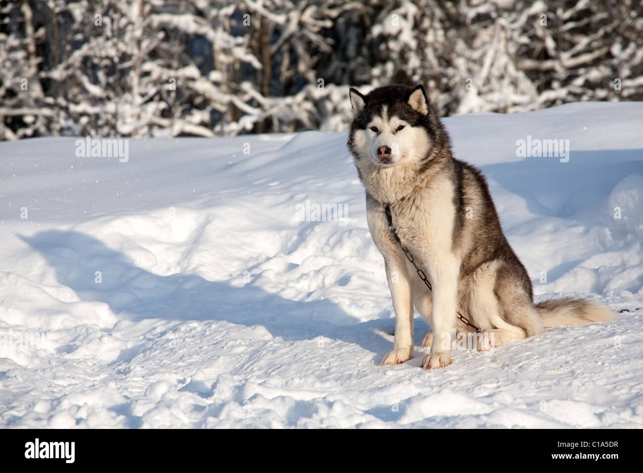Chien de Traîneau husky malamute race assis sur la neige Banque D'Images