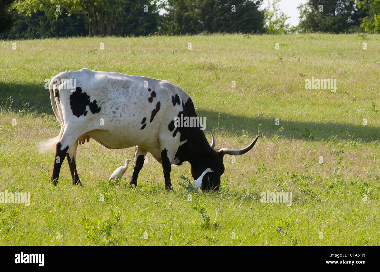 Une seule vache Texas Longhorn dans un pâturage pâturage accompagné de boeufs. Banque D'Images