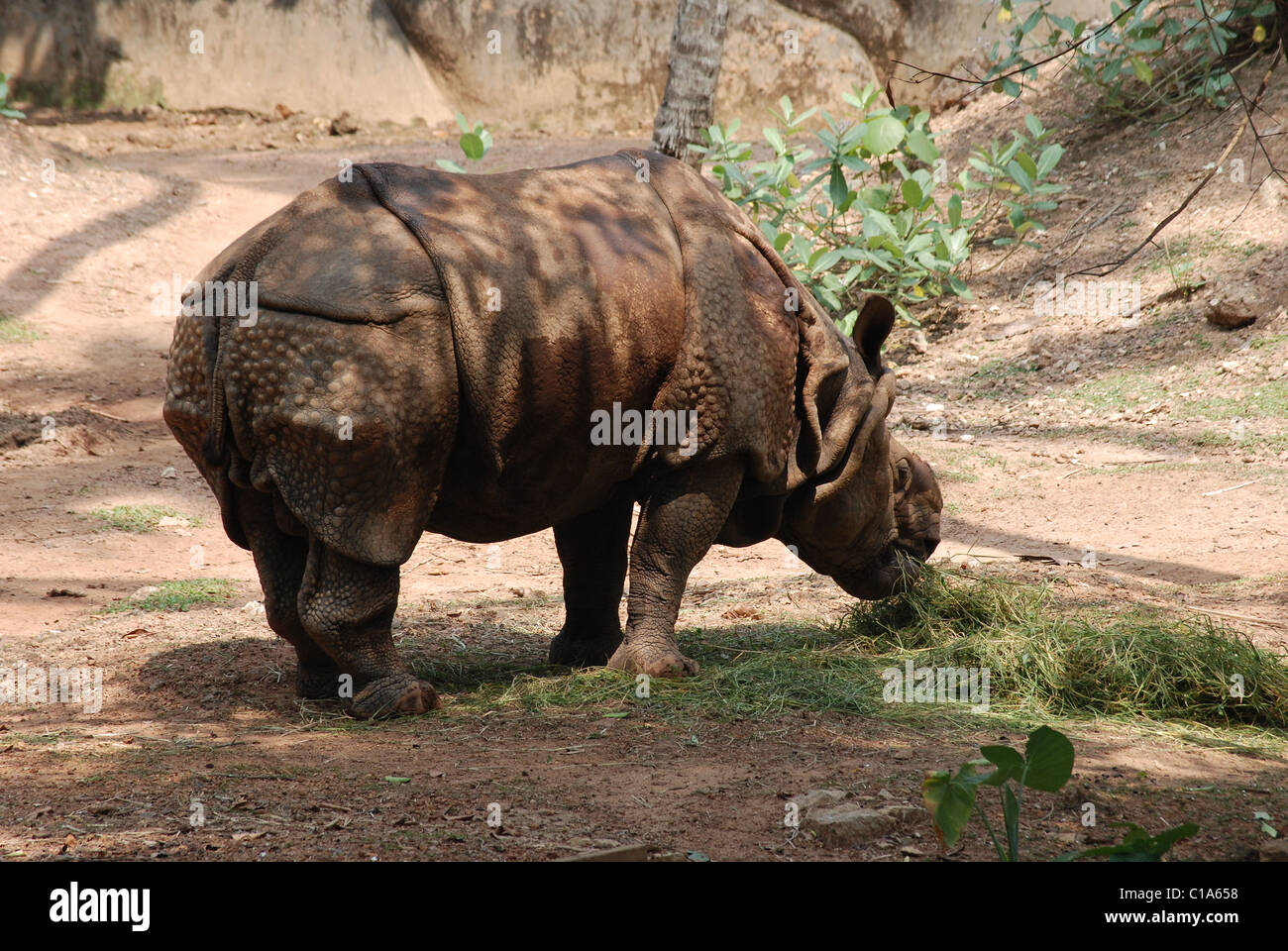 Rhinocéros unicorne de l'Inde Banque D'Images