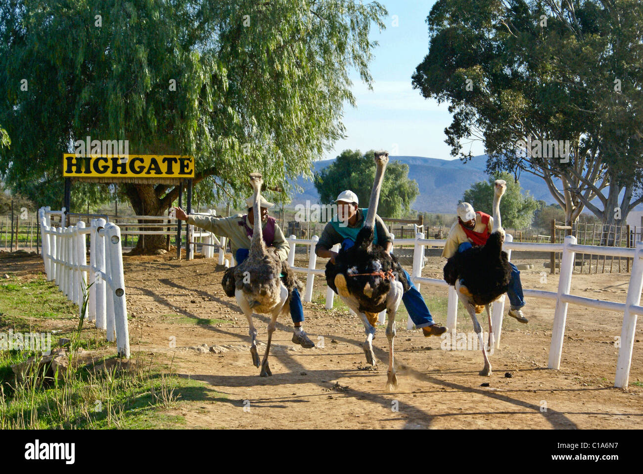 Courses d'autruches, Highgate Ostrich Farm Show, Oudtshoorn, Afrique du Sud Banque D'Images