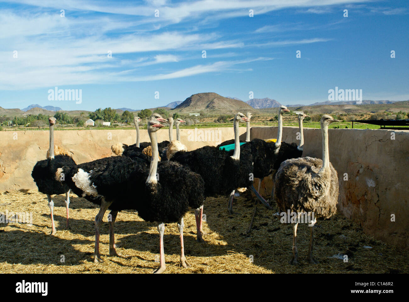 Les autruches à Highgate Ostrich Farm Show, Oudtshoorn, Afrique du Sud Banque D'Images
