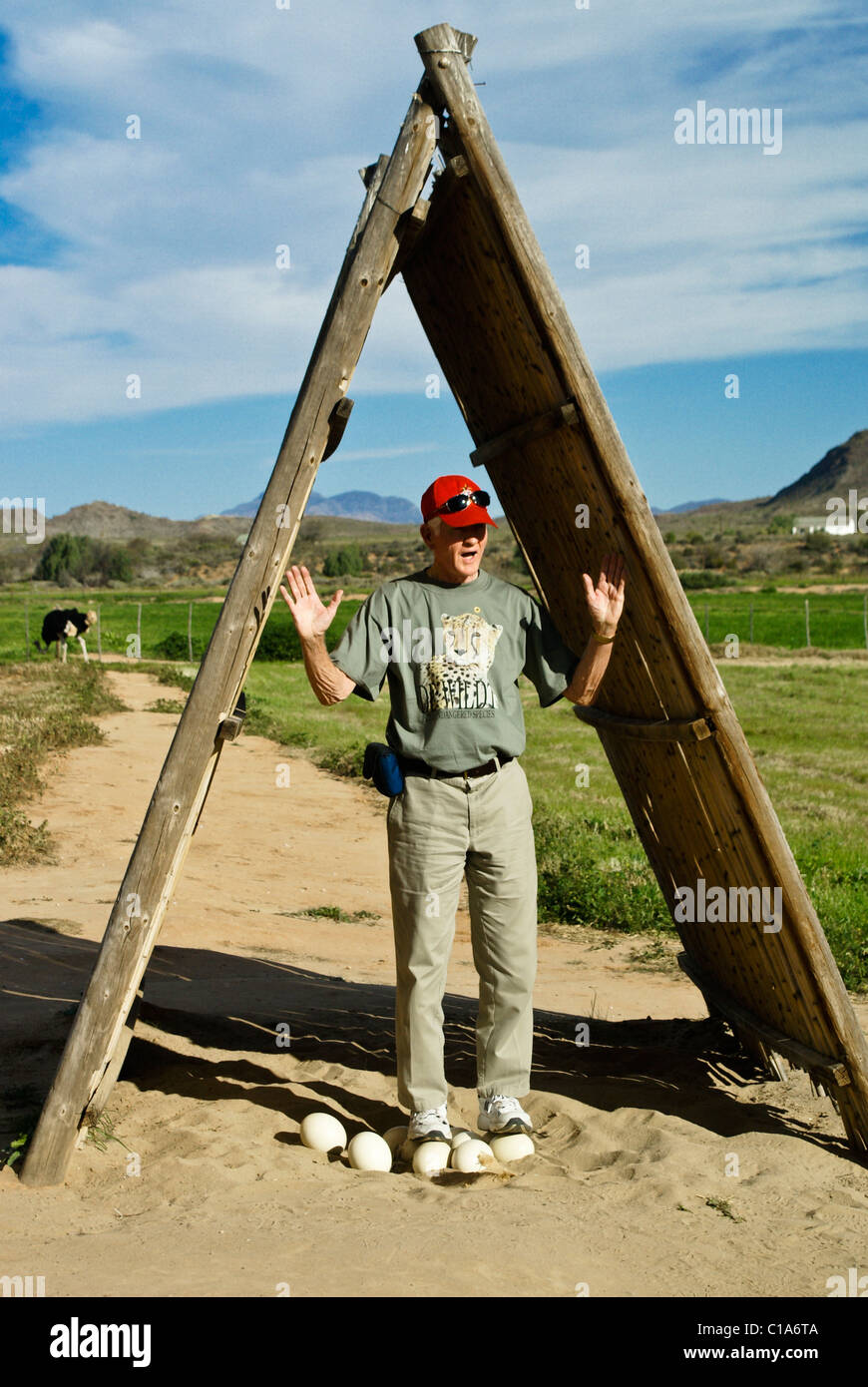 Homme debout sur oeufs d'autruche, Highgate Ostrich Farm Show, Oudtshoorn, Afrique du Sud Banque D'Images