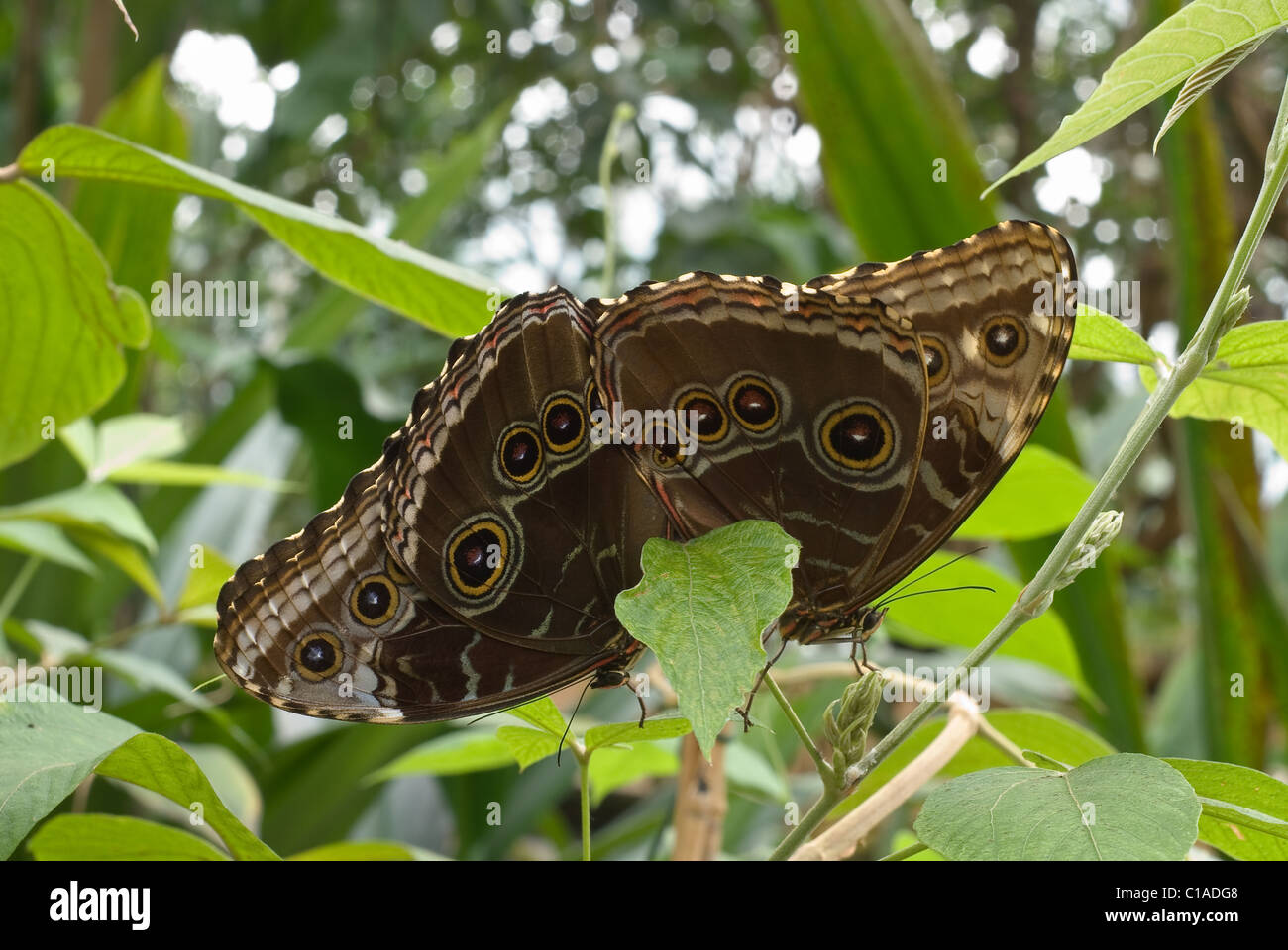 Des Papillons de l'espèce du genre Caligo eurilochus l'Accouplement Banque D'Images