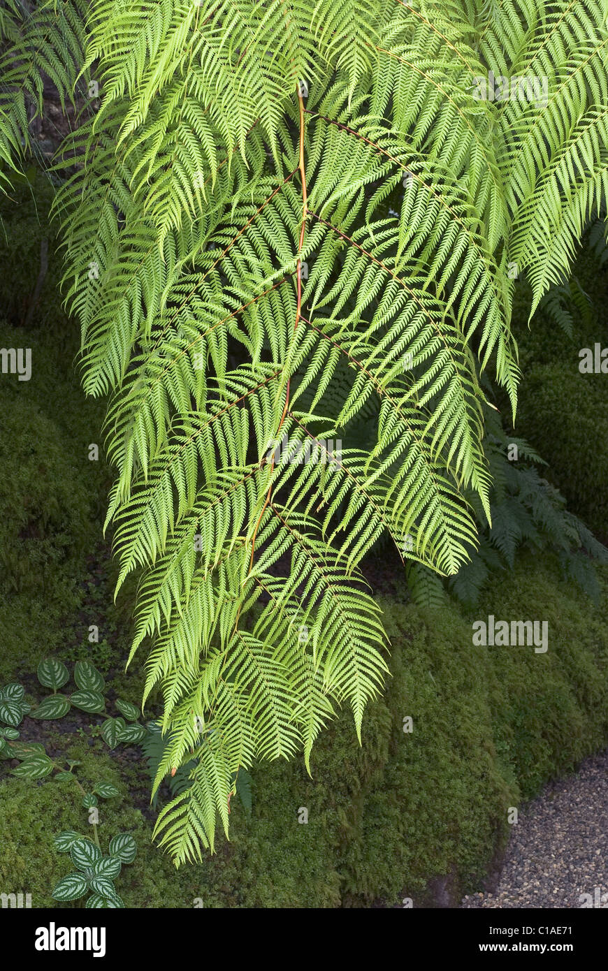 Branche de fougère arborescente Cibotium cumingii Banque D'Images