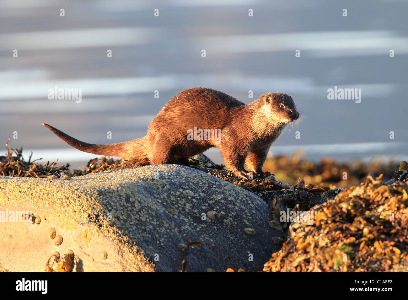 Loutre de Norvège Banque D'Images