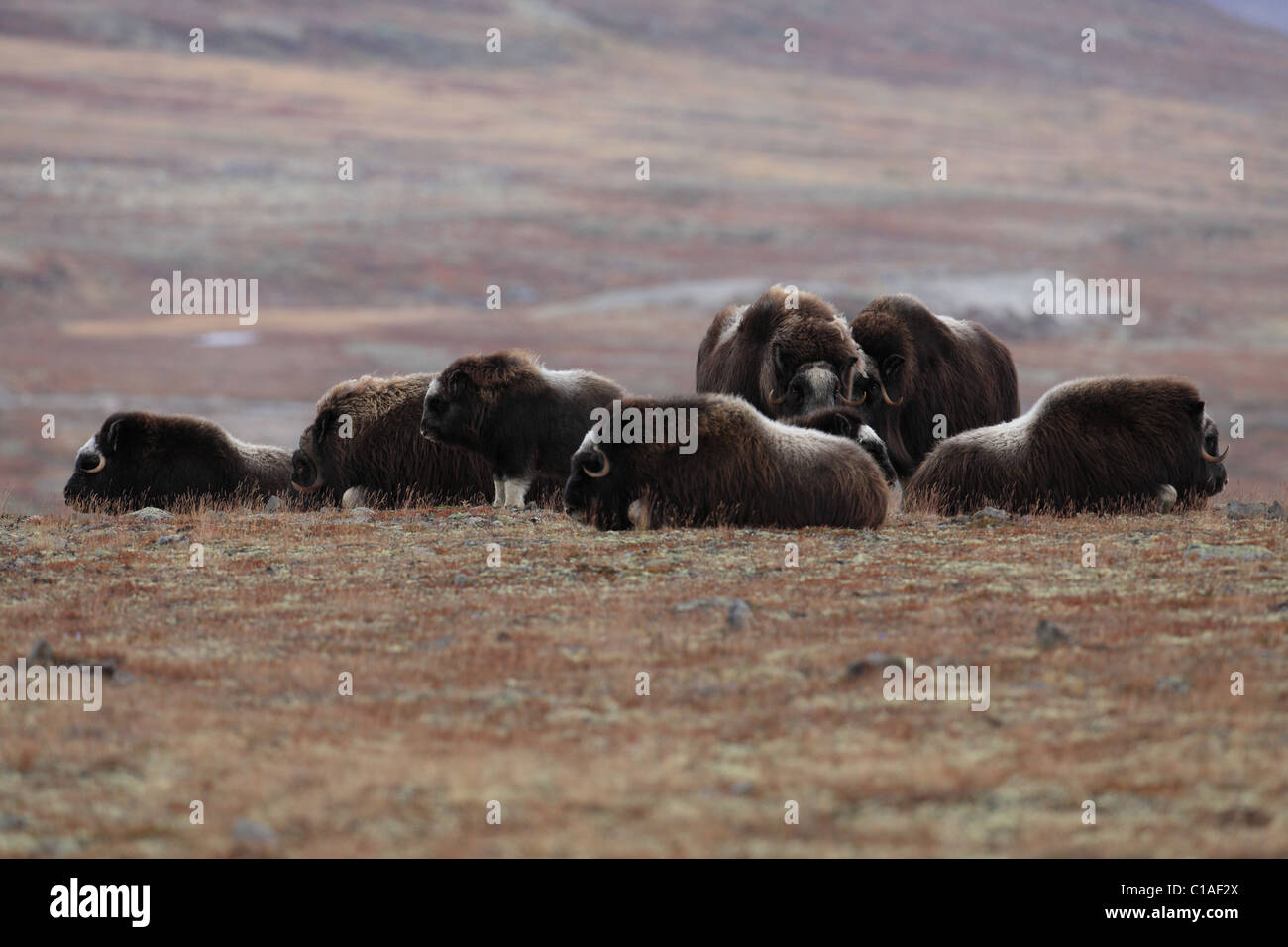 Troupeau de bœufs musqués Norvège Dovre Banque D'Images