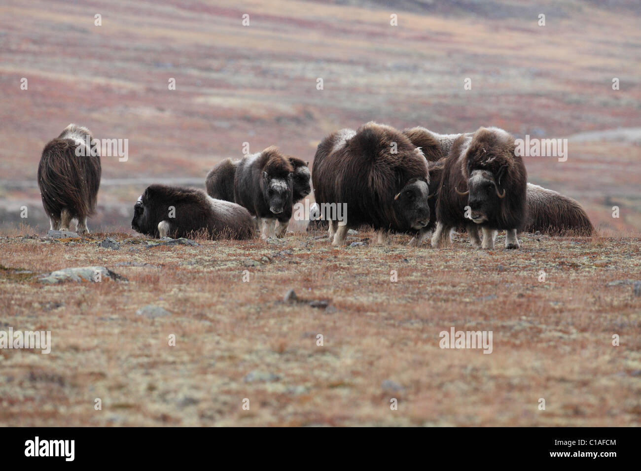 Troupeau de bœufs musqués Norvège Dovre Banque D'Images