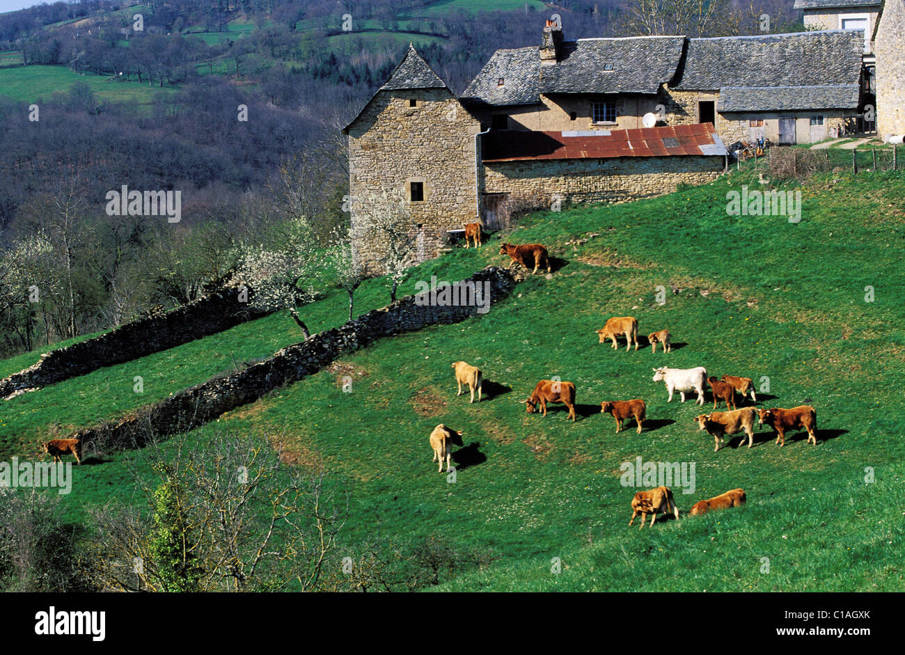 La France, l'Aveyron, vallée du Lot, vaches Aubrac et une ferme à proximité d'Espalion Banque D'Images
