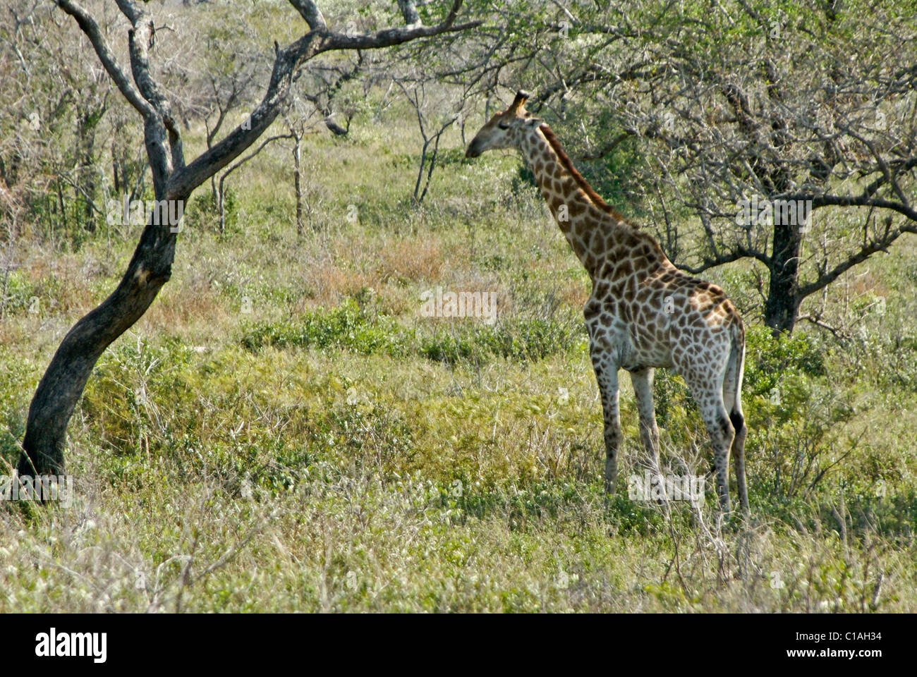 Le sud de la girafe, le Tembe Elephant National Park, Kwazulu-Natal, Afrique du Sud Banque D'Images