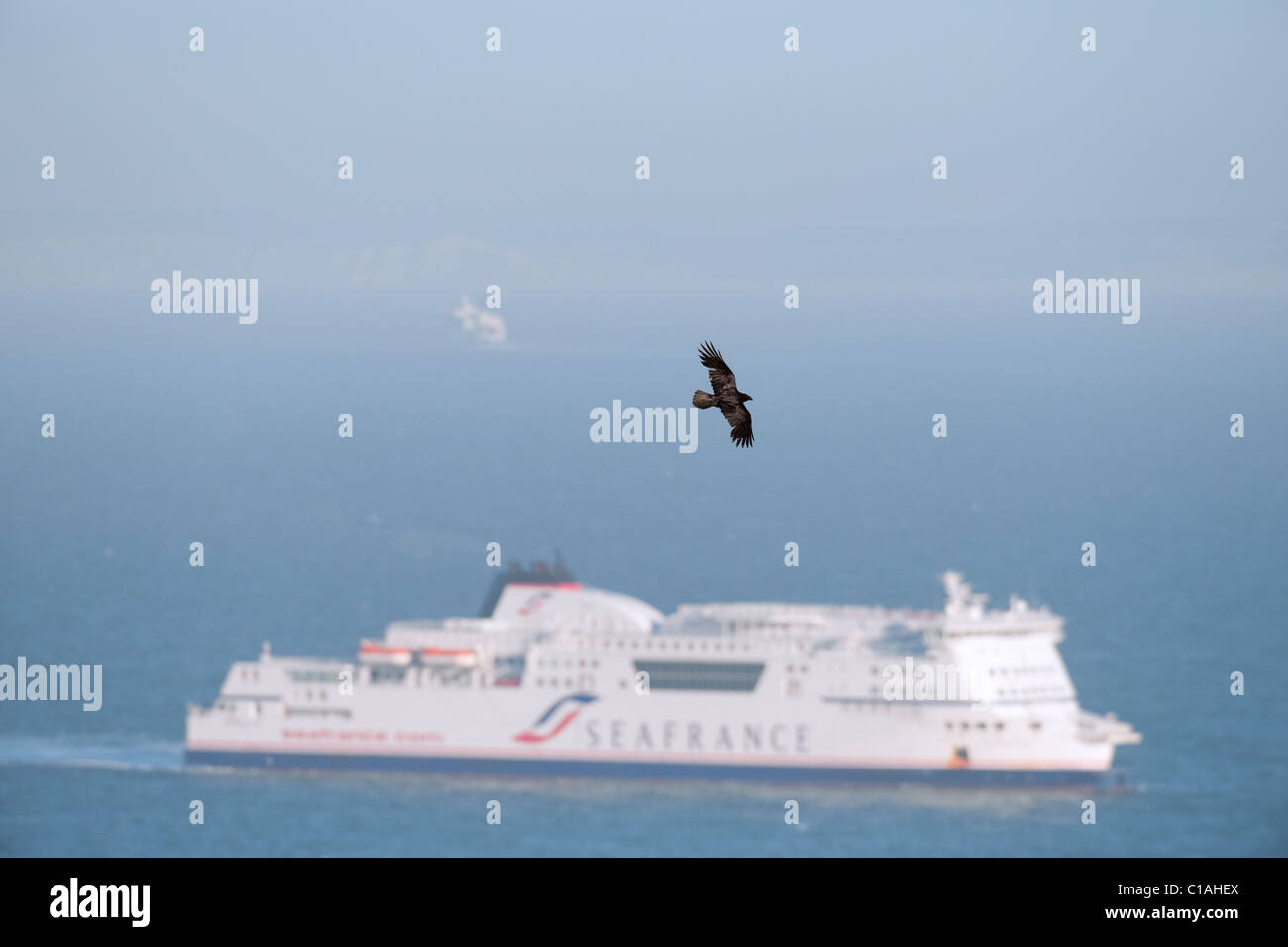 Grand corbeau (Corvus corax) sur les falaises de craie, Kent, UK. Plus de manche avec les ferries qui traversent la manche. Banque D'Images