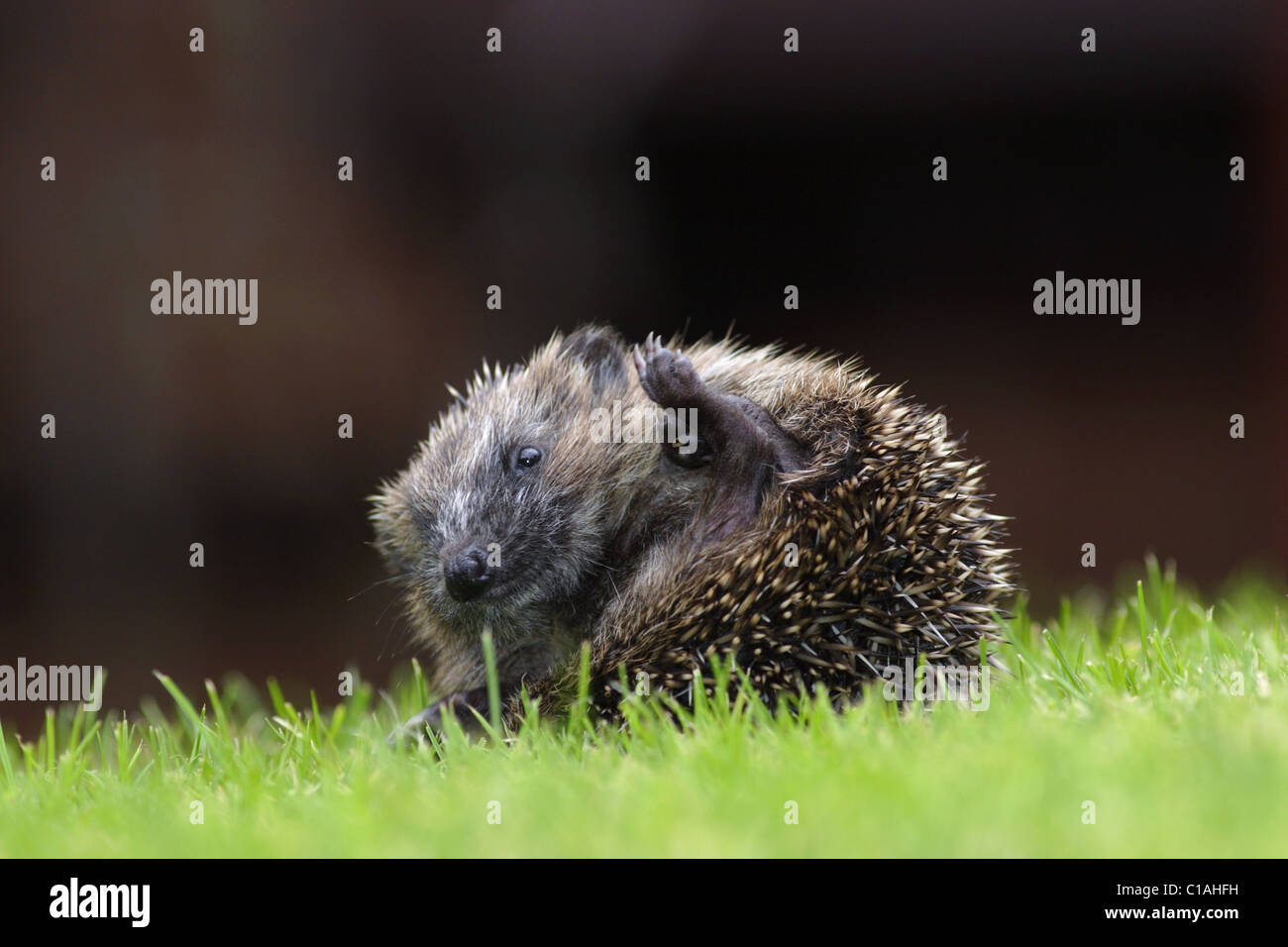 Bébé hérisson européen (Erinaceus europaeus), dans le jardin, l'été, Yorkshire, UK Banque D'Images