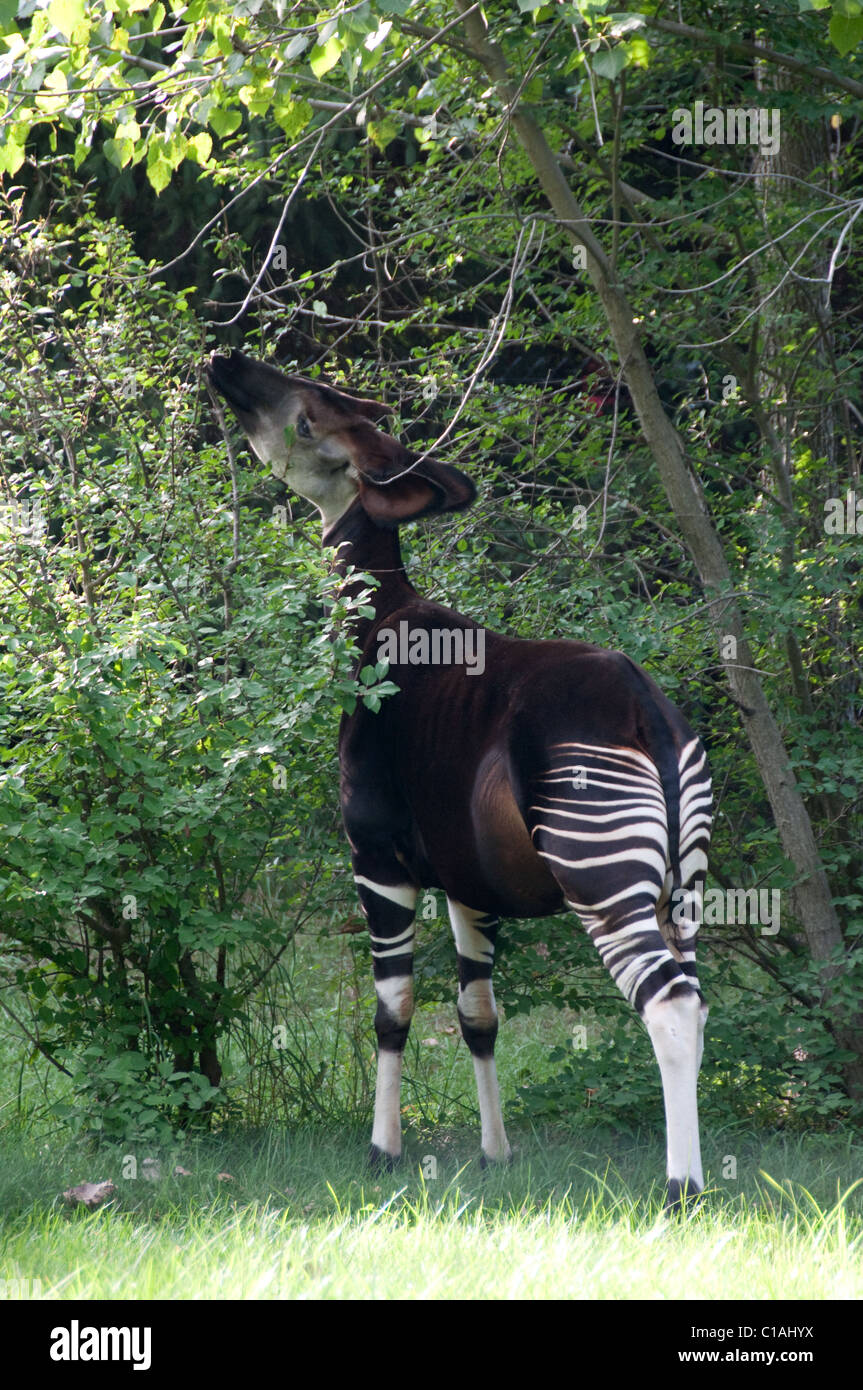 Okapi Okapia johnstoni ; ; Columbus Zoo and Aquarium ; Amérique du Nord Banque D'Images