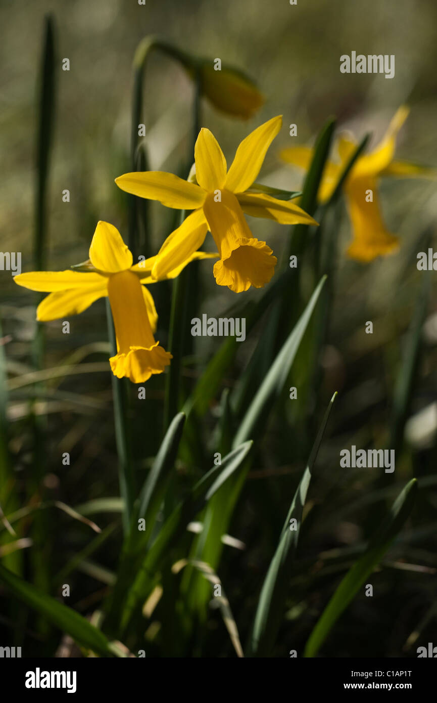 Narcissus 'Voyeur', Cyclamineus Jonquilles en fleurs Banque D'Images