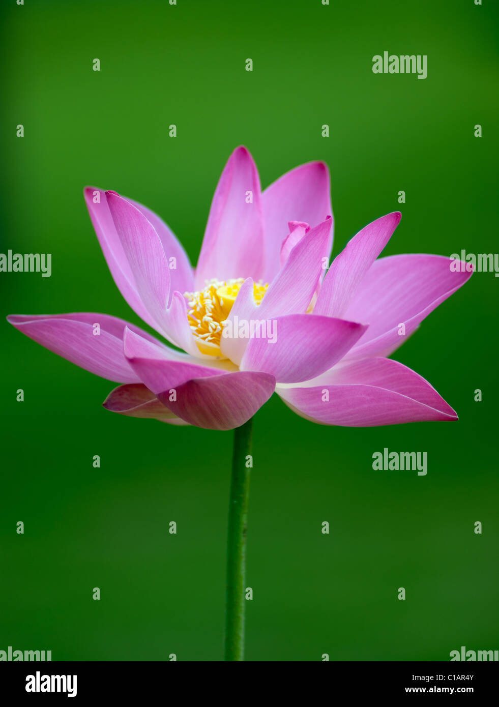 Fleur de lotus isolés Banque D'Images