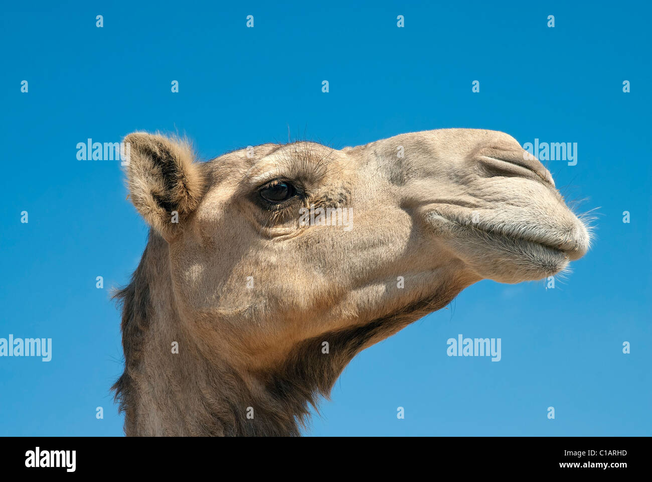 Camel, Red Sea, Egypt Banque D'Images