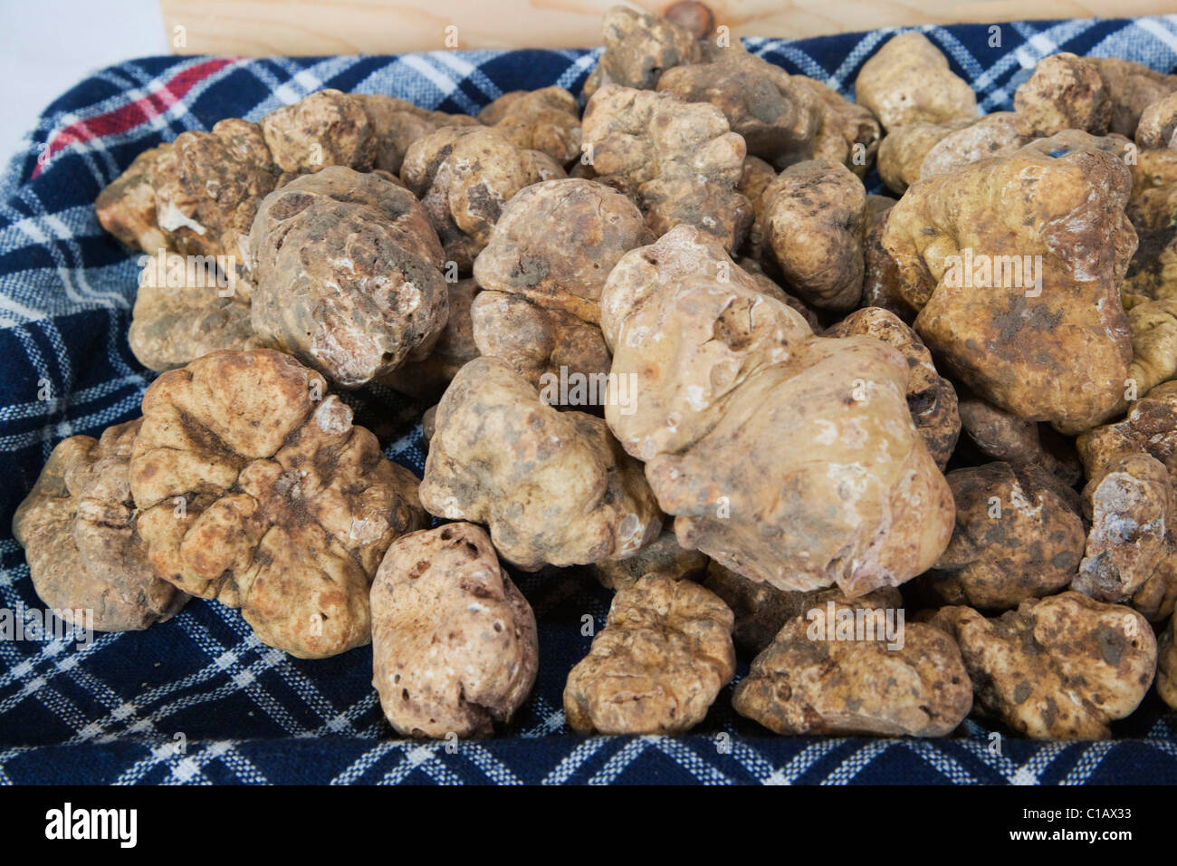 Foire aux Truffes National Moncalvo, un lot de truffes blanches (Tuber magnatum), Asti, Piémont, Italie, Europe Banque D'Images