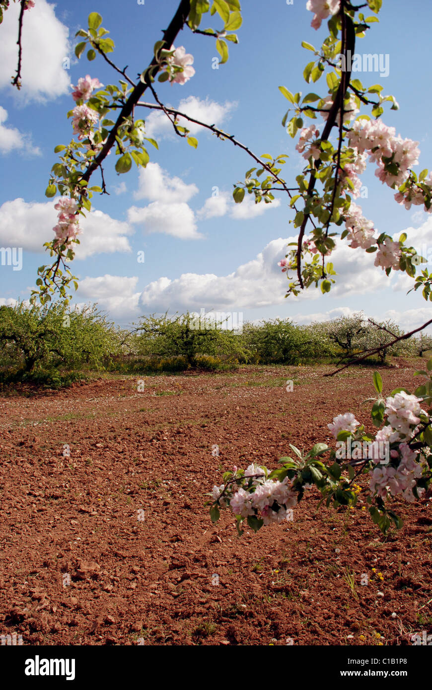 Fleurs de pommier en très grand jardin Banque D'Images