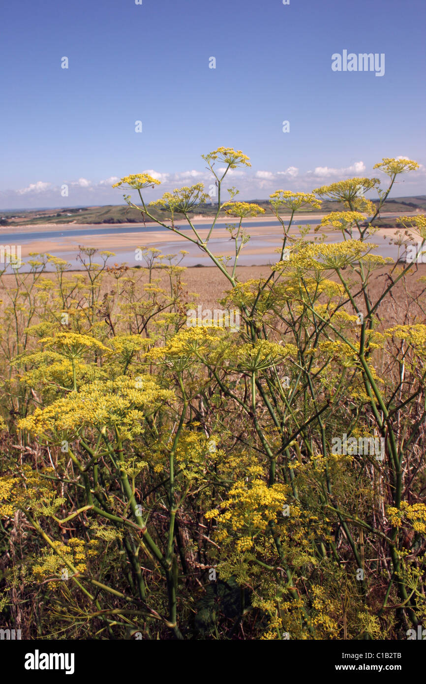 Le fenouil (Foeniculum vulgare : Apiaceae) sur la côte, Cornwall, UK. Banque D'Images