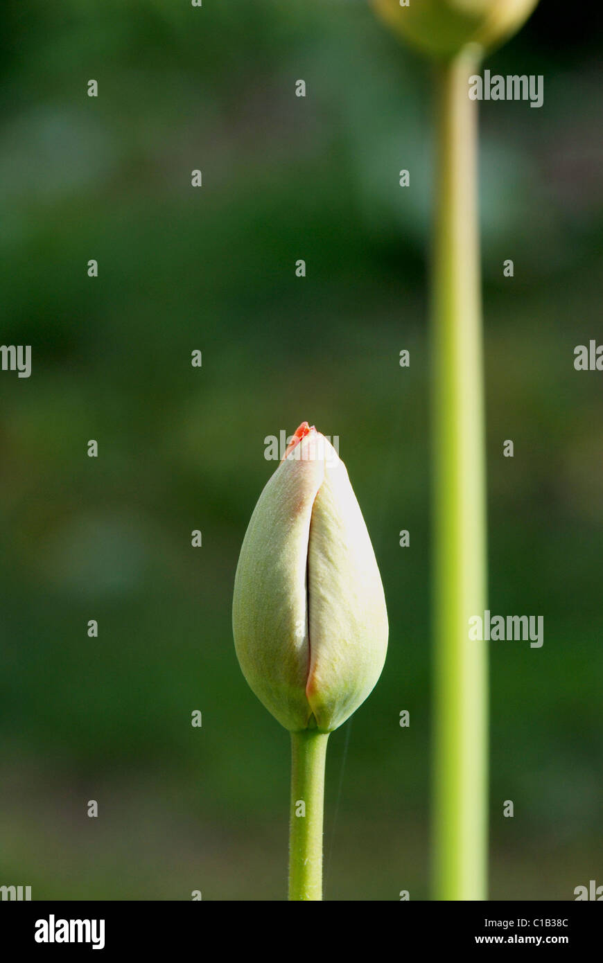 Réduit des jacinthes fleurissent au début du printemps. Banque D'Images