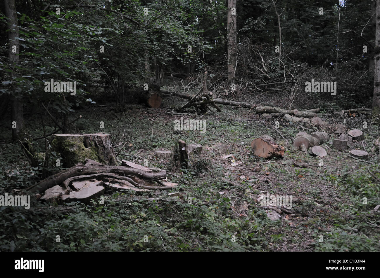 Les souches d'arbres et connecté le bois dans une forêt dense patch. Banque D'Images