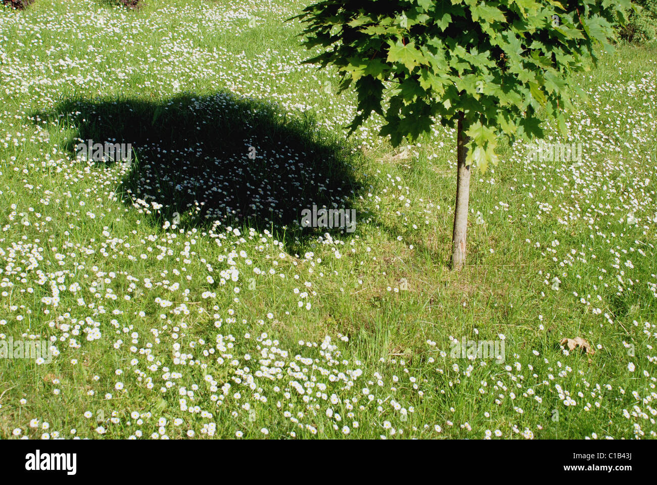 Petite maple en vert prairie avec peu de marguerites Banque D'Images